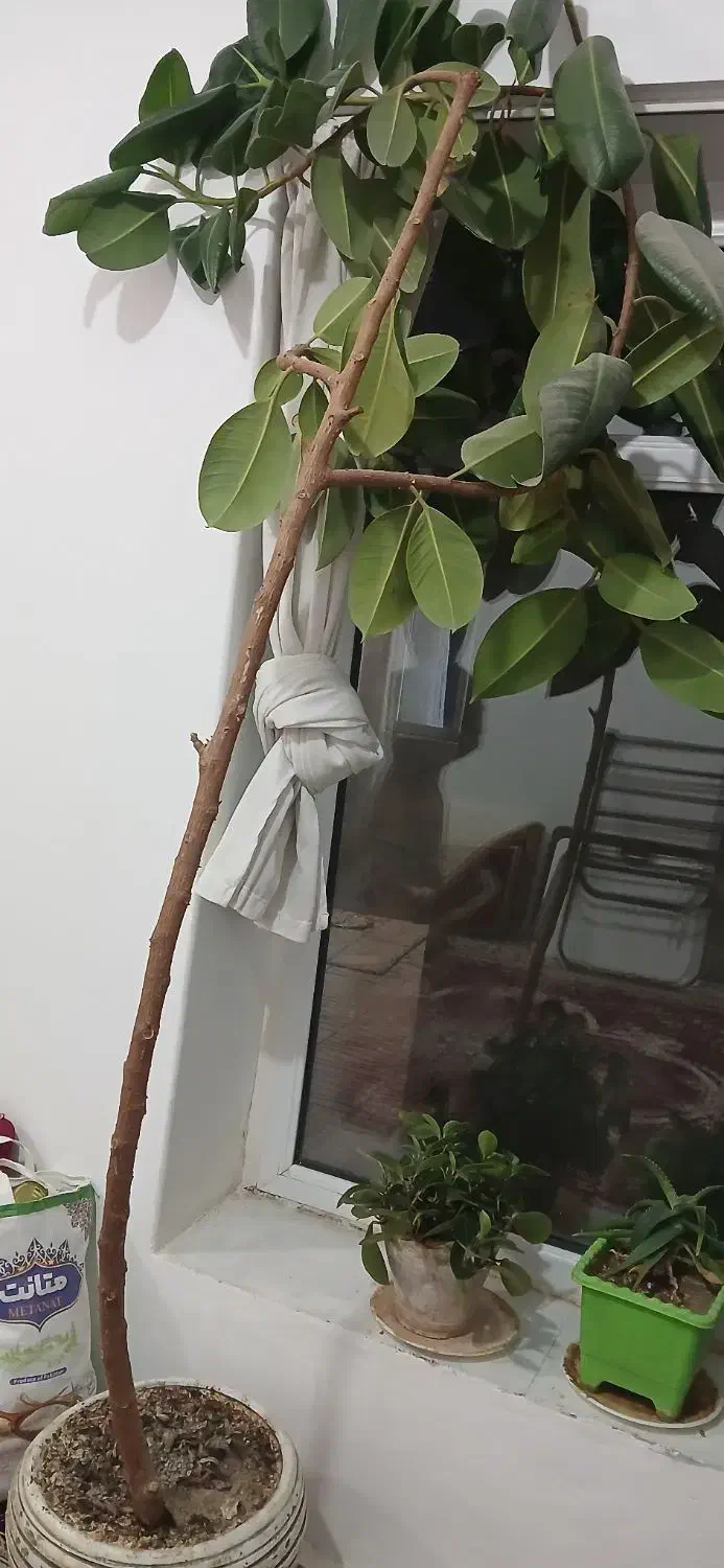 گل خونگی|گل و گیاه طبیعی|قروه, |دیوار