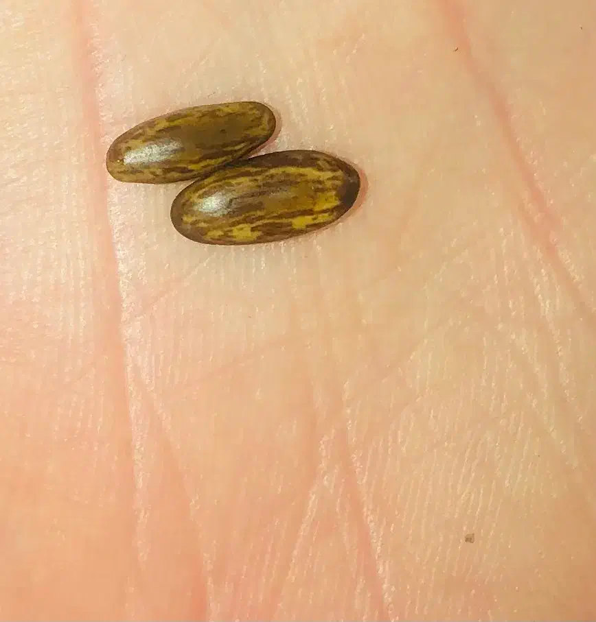 مهره|کلکسیون اشیاء عتیقه|اهواز, شریعتی جنوبی|دیوار