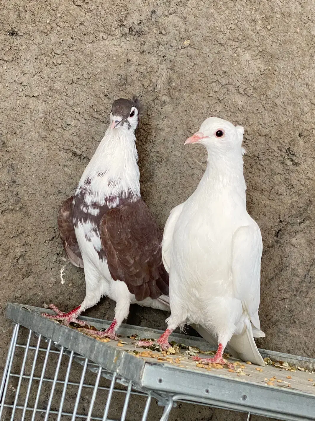 کبوتر دمگیر|پرنده|برخوار, |دیوار