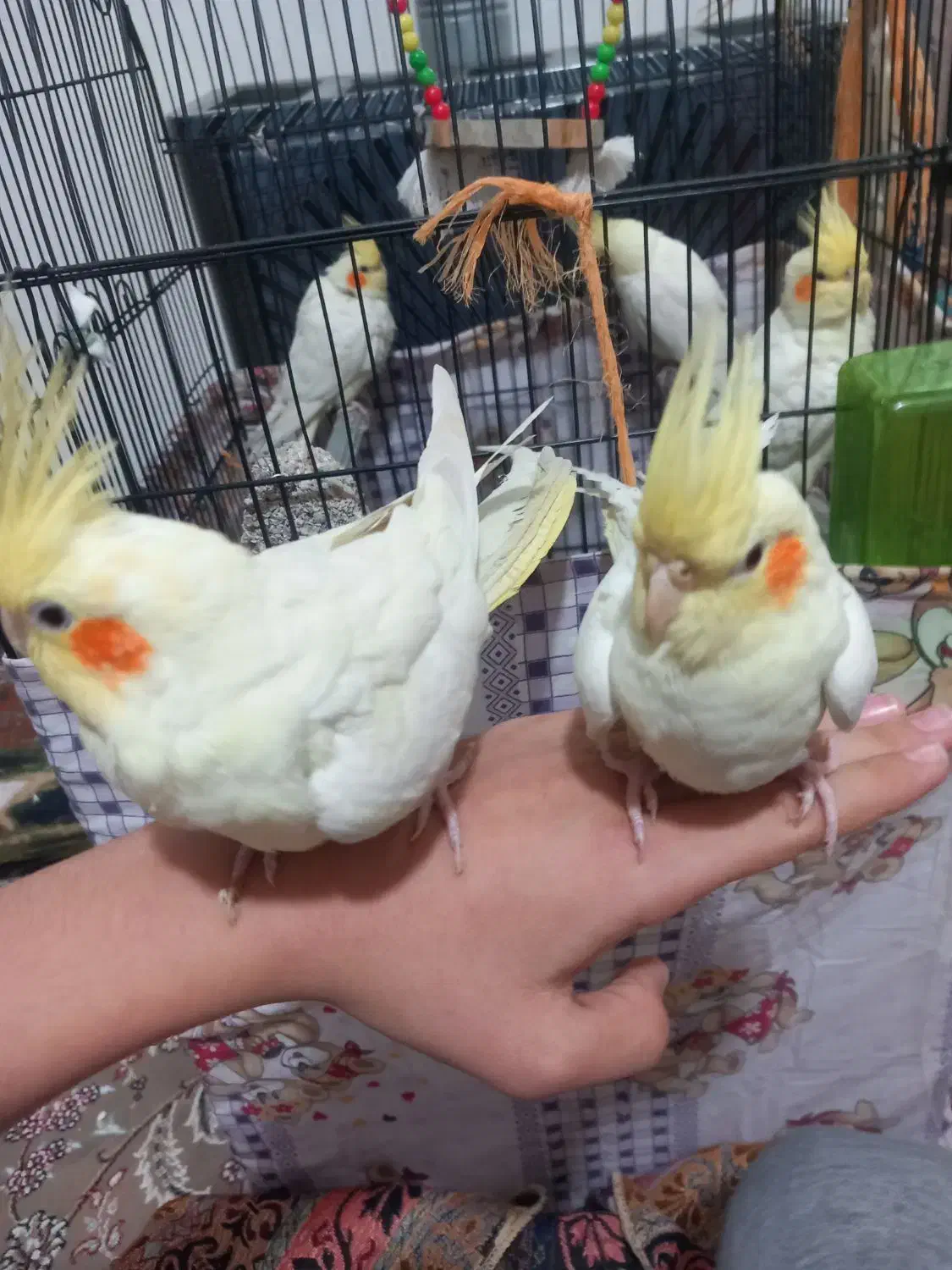 عروس هلندی|پرنده|قم, علی آباد|دیوار