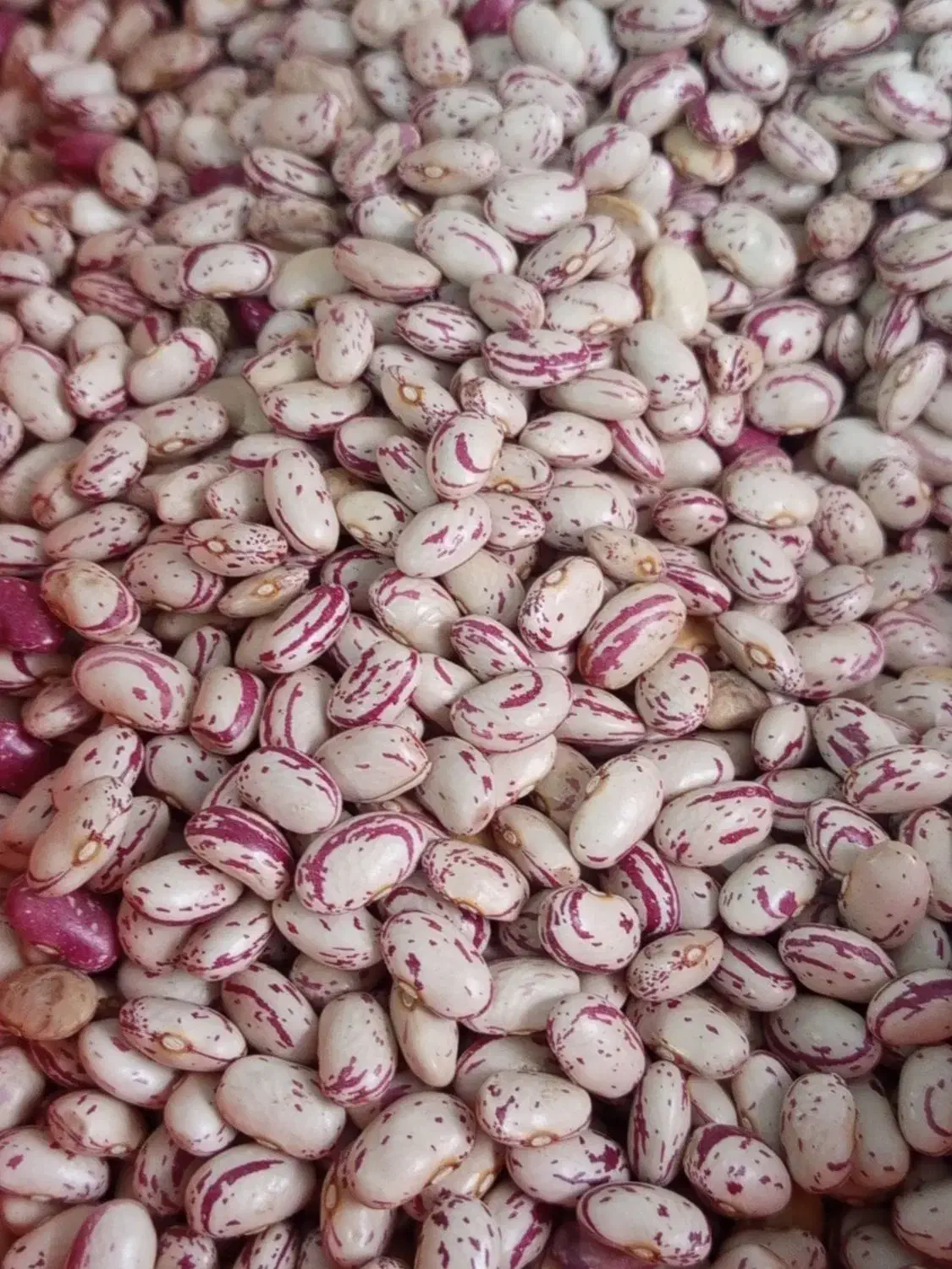 منجیل شهرک ایثارگران خ امینی|خوردنی و آشامیدنی|منجیل, |دیوار