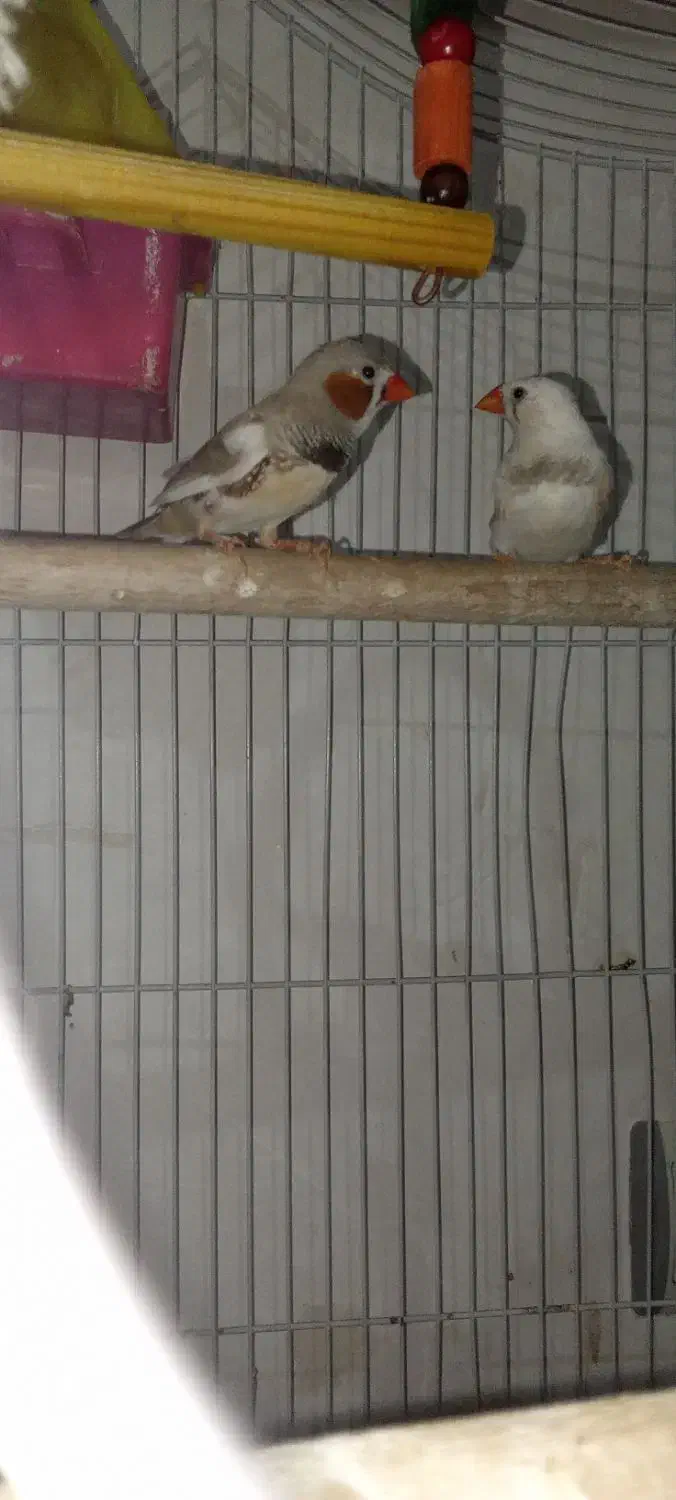 فنچ|پرنده|کلاله, |دیوار