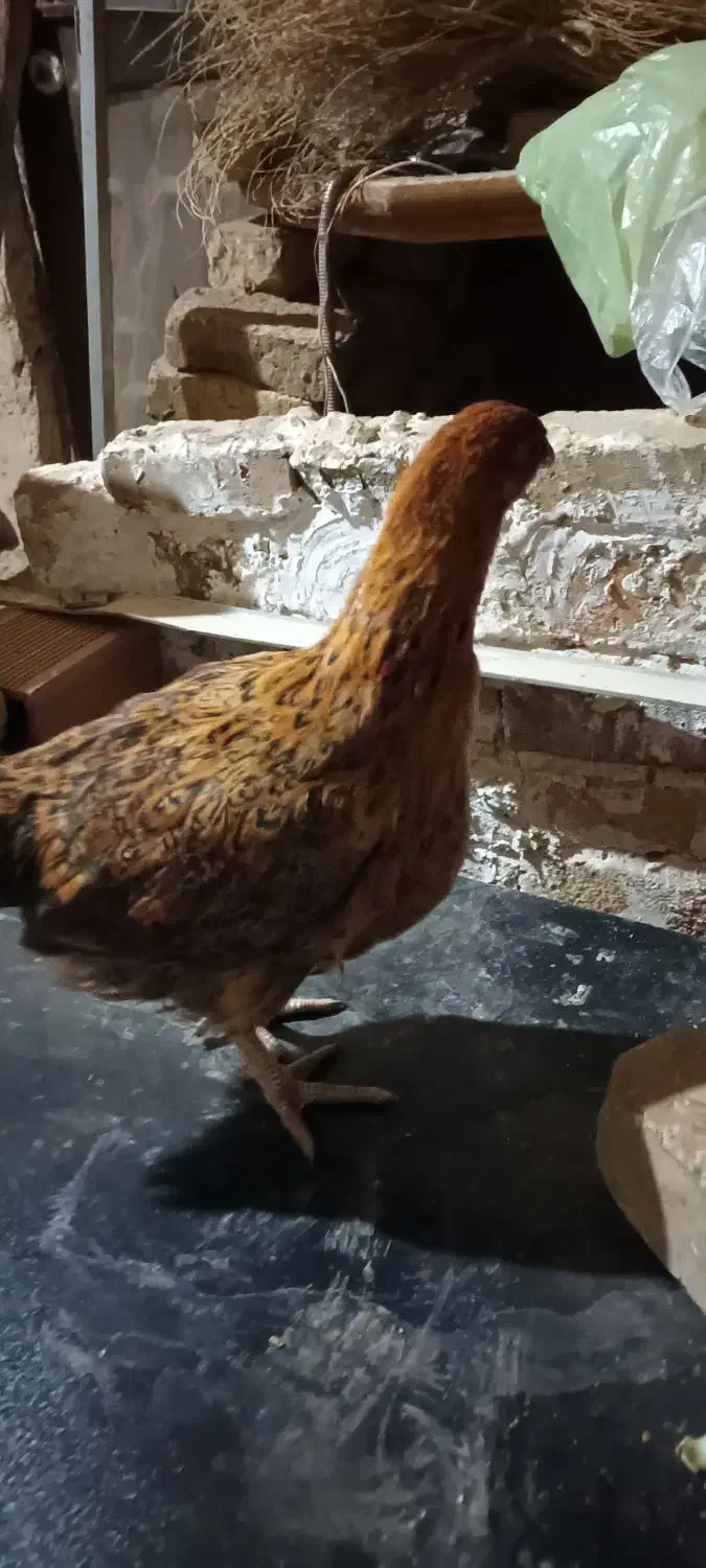 جوجه محلی ۴ ماهه|حیوانات مزرعه|آبیک, |دیوار