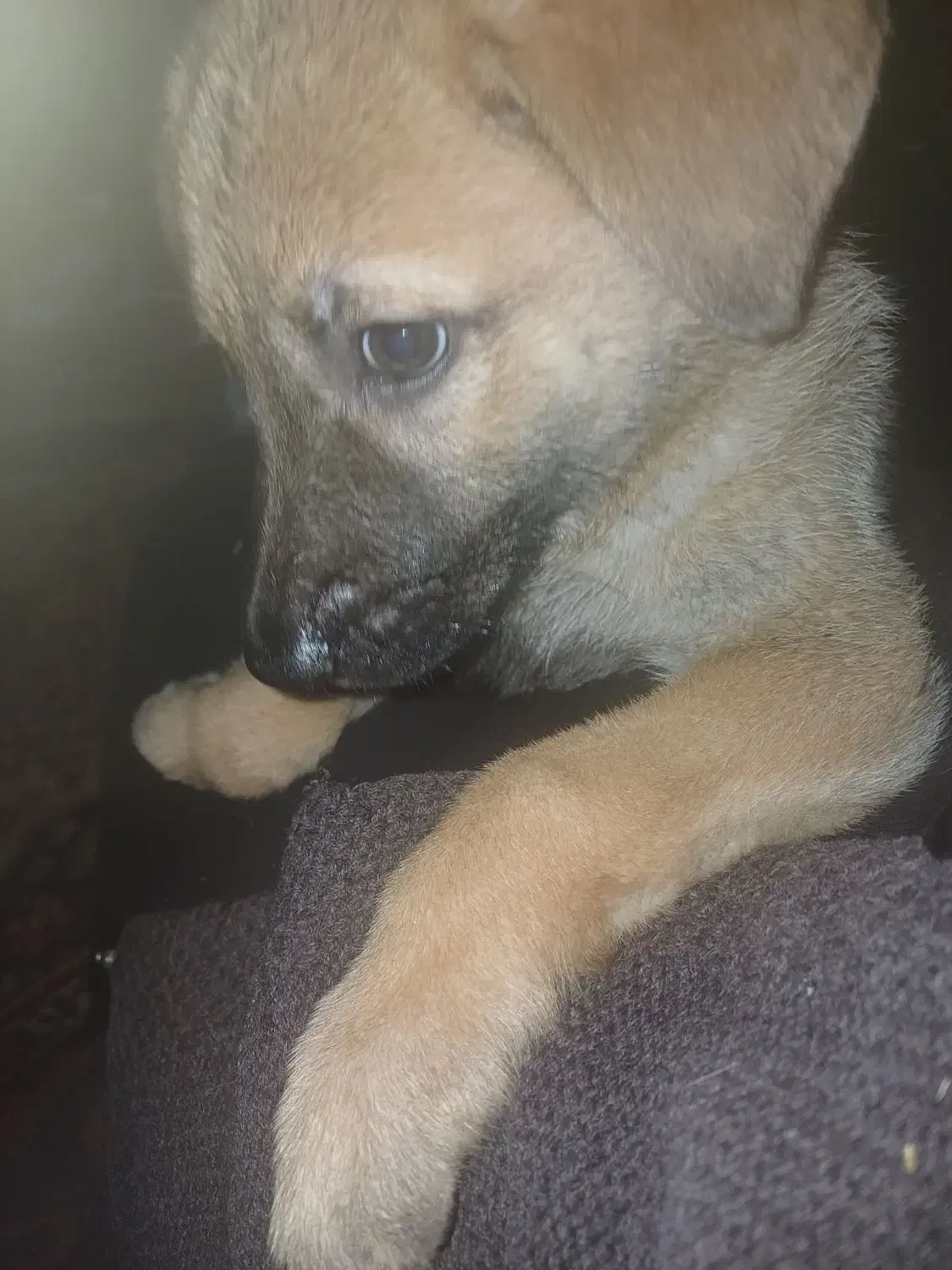 واگذاری|سگ|تبریز, |دیوار