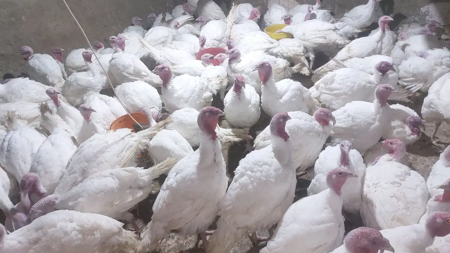 بوقلمون آماده کشتار|حیوانات مزرعه|فریمان, |دیوار