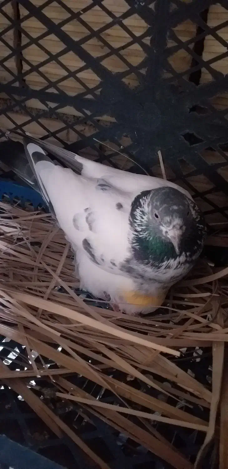 کبوتر شیخی سیاه آبادانی|پرنده|بندر ماهشهر, |دیوار