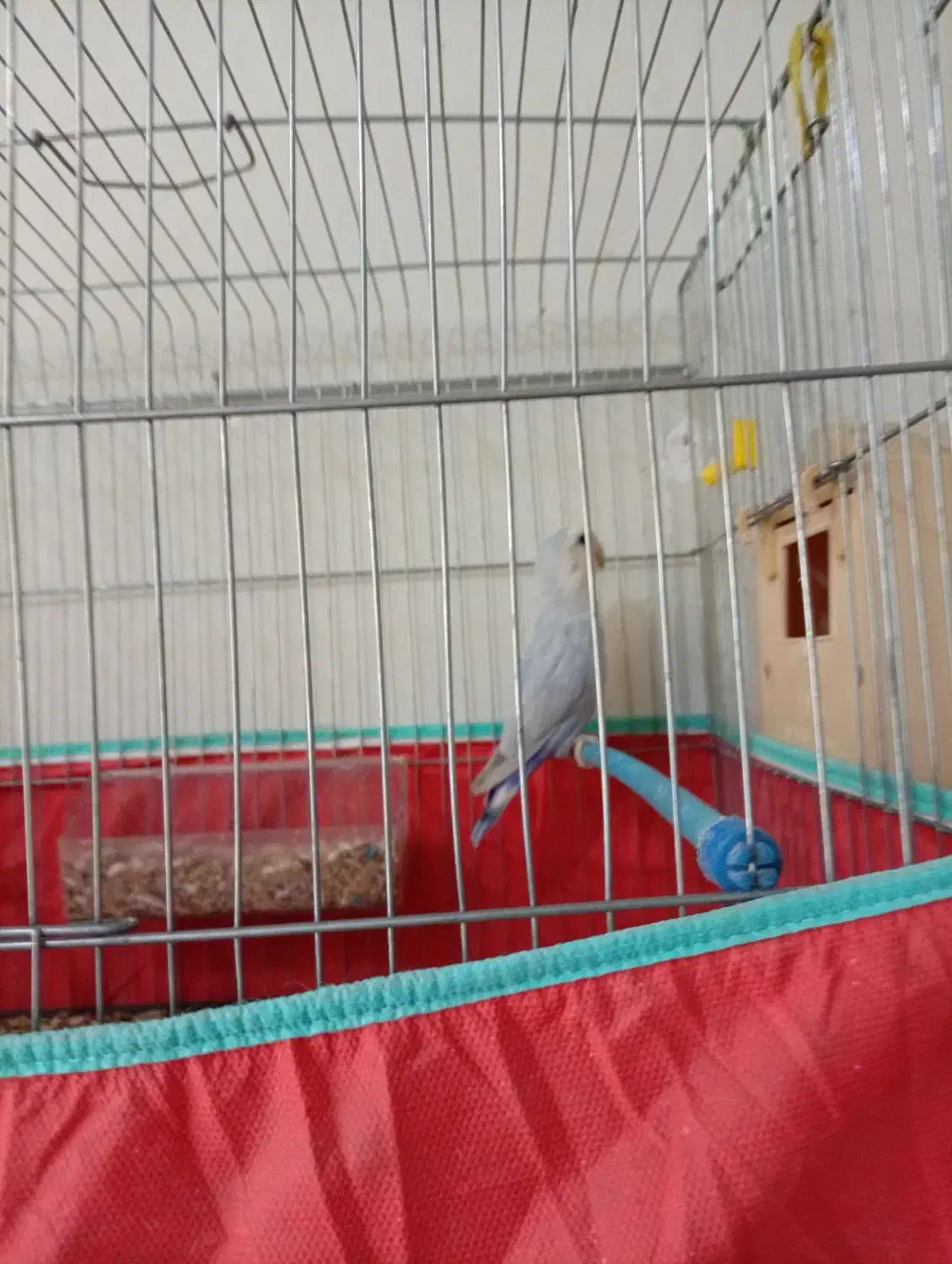 پرنده کوتوله برزیلی|پرنده|زرقان, |دیوار