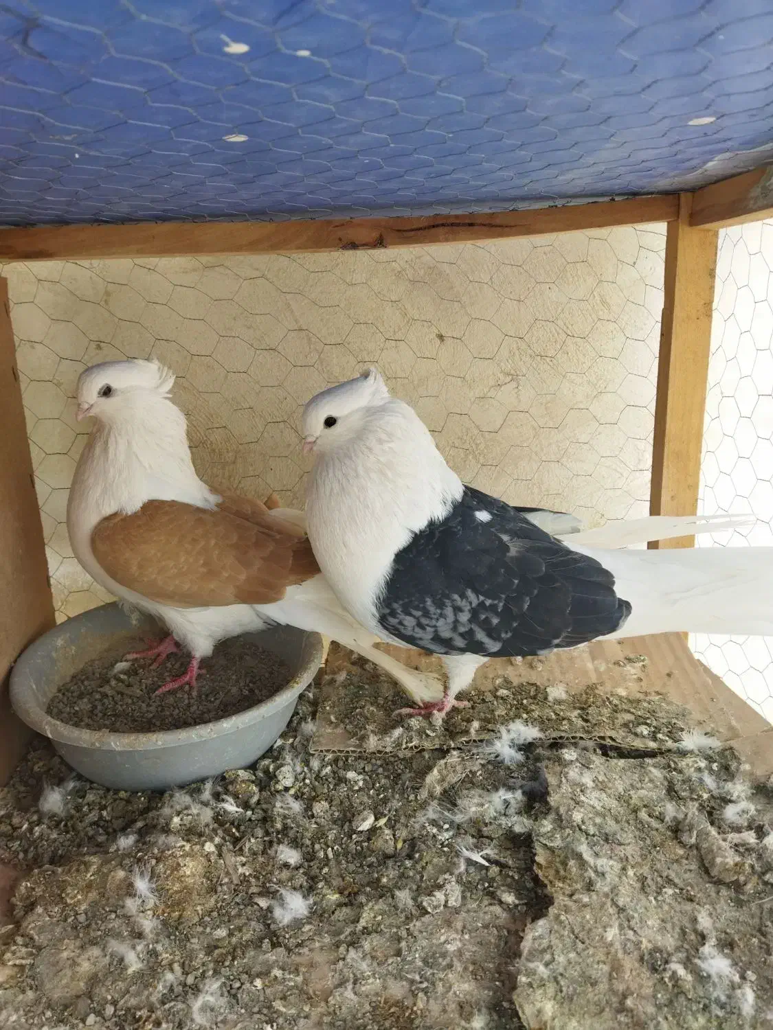 یک جفت دوبال مهر کشیده|پرنده|فاضل آباد, |دیوار