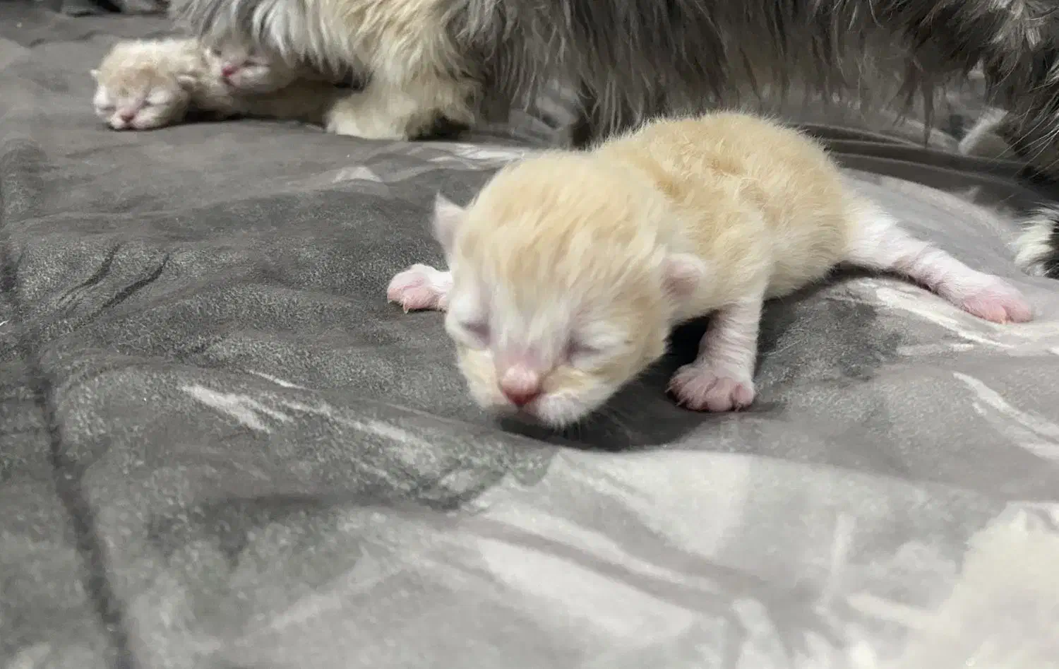 کیتن گربه|گربه|زنجان, |دیوار