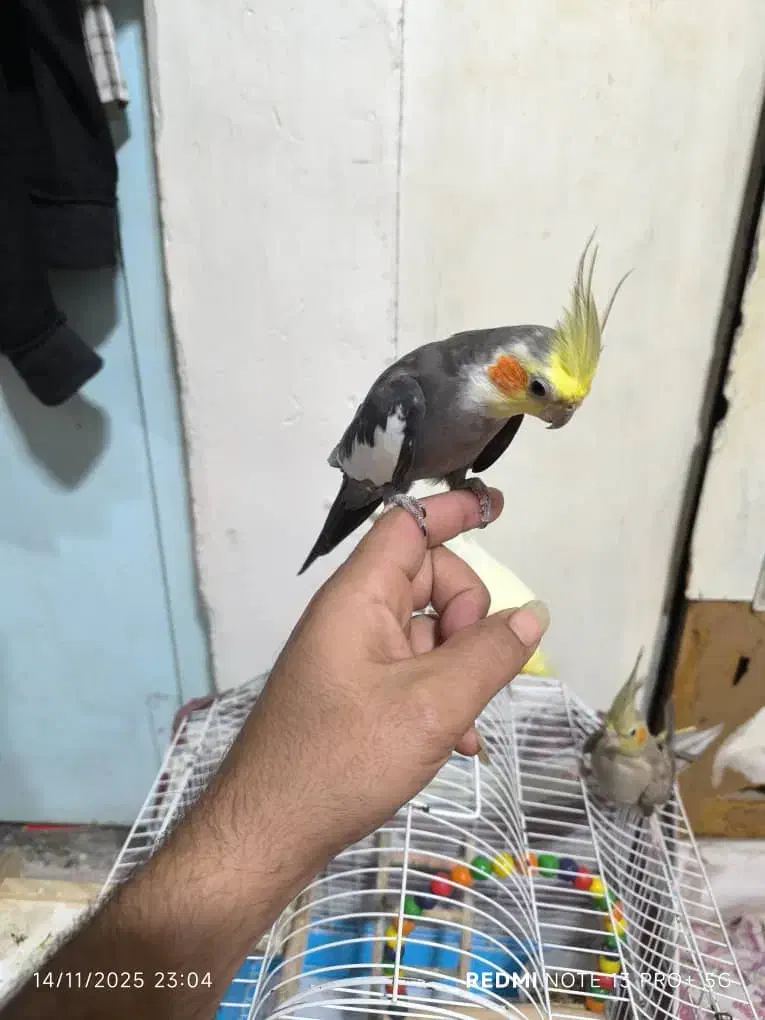 عروس هلندی نر و ماده|پرنده|ضیابر, |دیوار