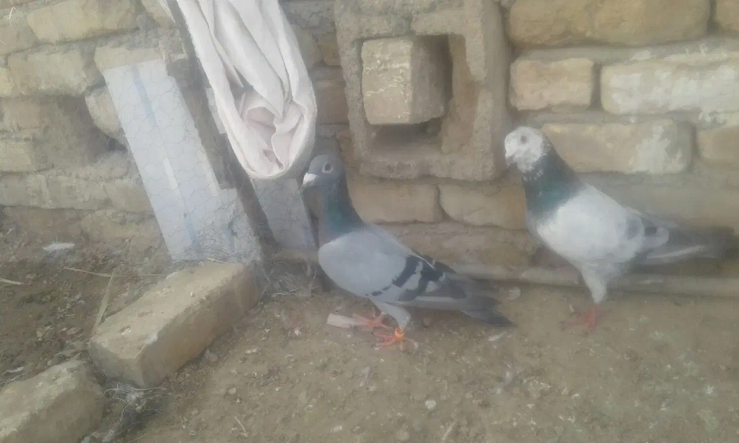 کفتر  سیستان|پرنده|کرباسک, |دیوار