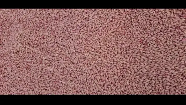 گندم بذر درجه ۱ سالم پاک و سم شده|عمدهفروشی|هرسین, |دیوار