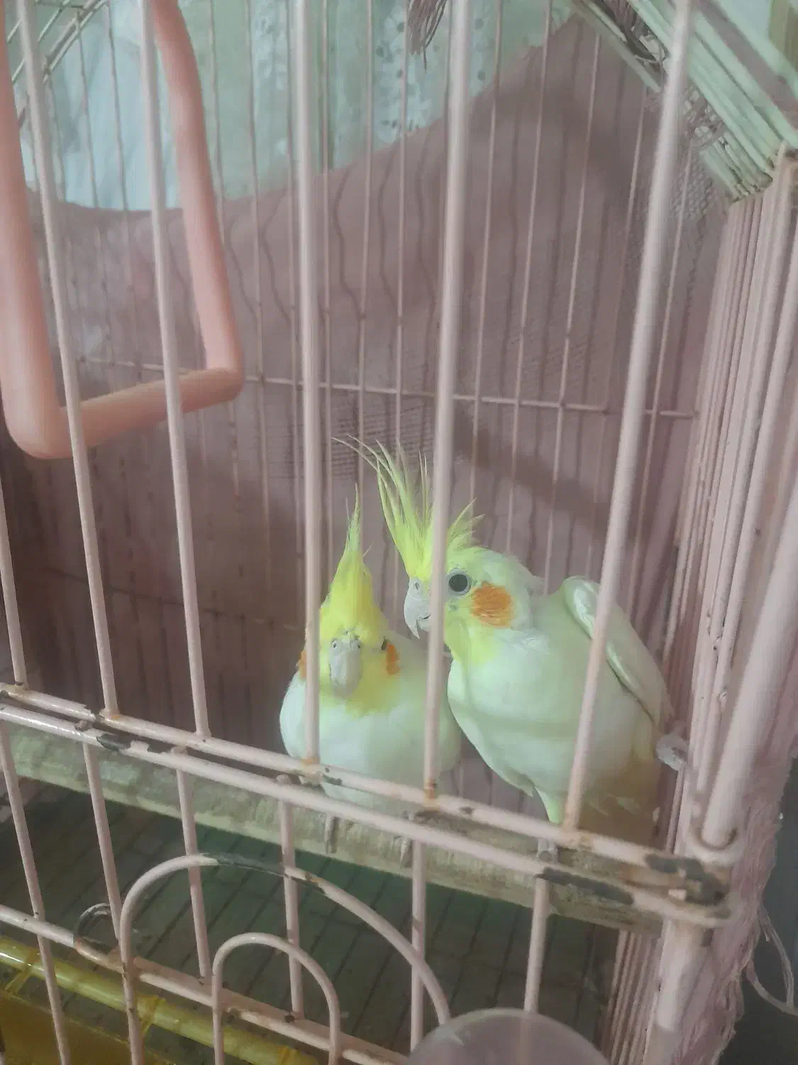 عروس هلندی جفت مولد|پرنده|بجنورد, |دیوار