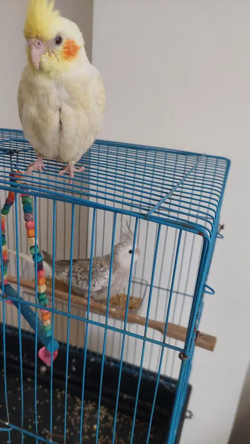 عروس هلندی خوشرنگ نژاد دار|پرنده|محمودآباد, |دیوار