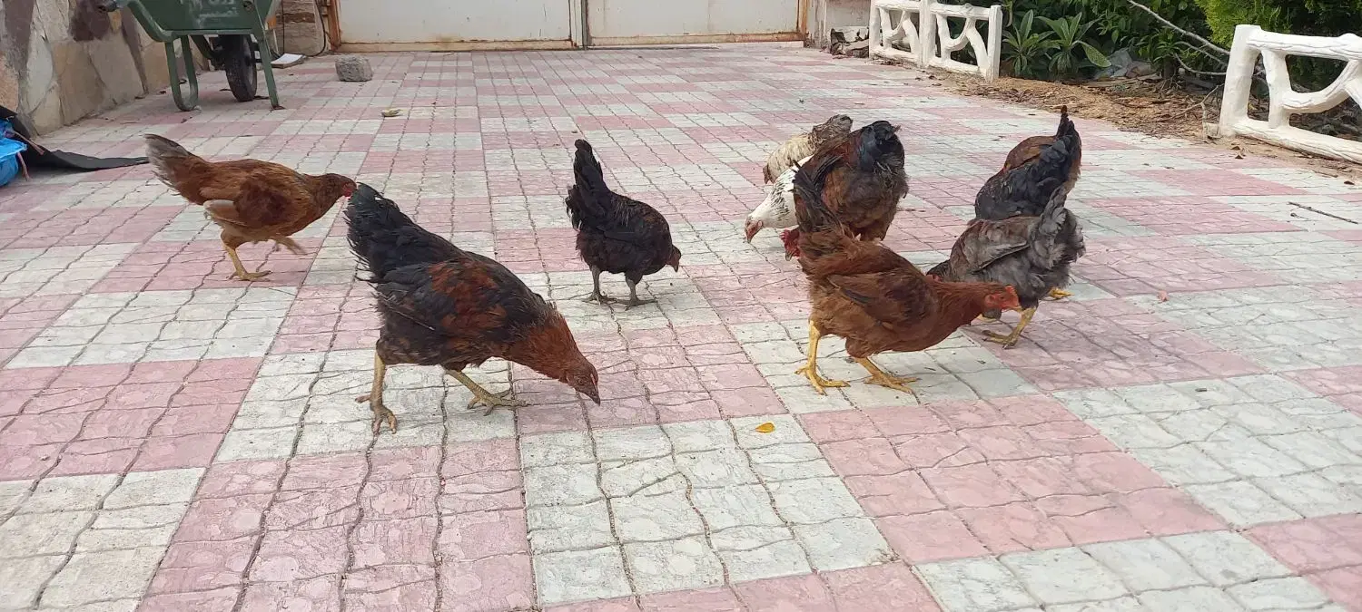 خروس|حیوانات مزرعه|شیراز, انجیره|دیوار