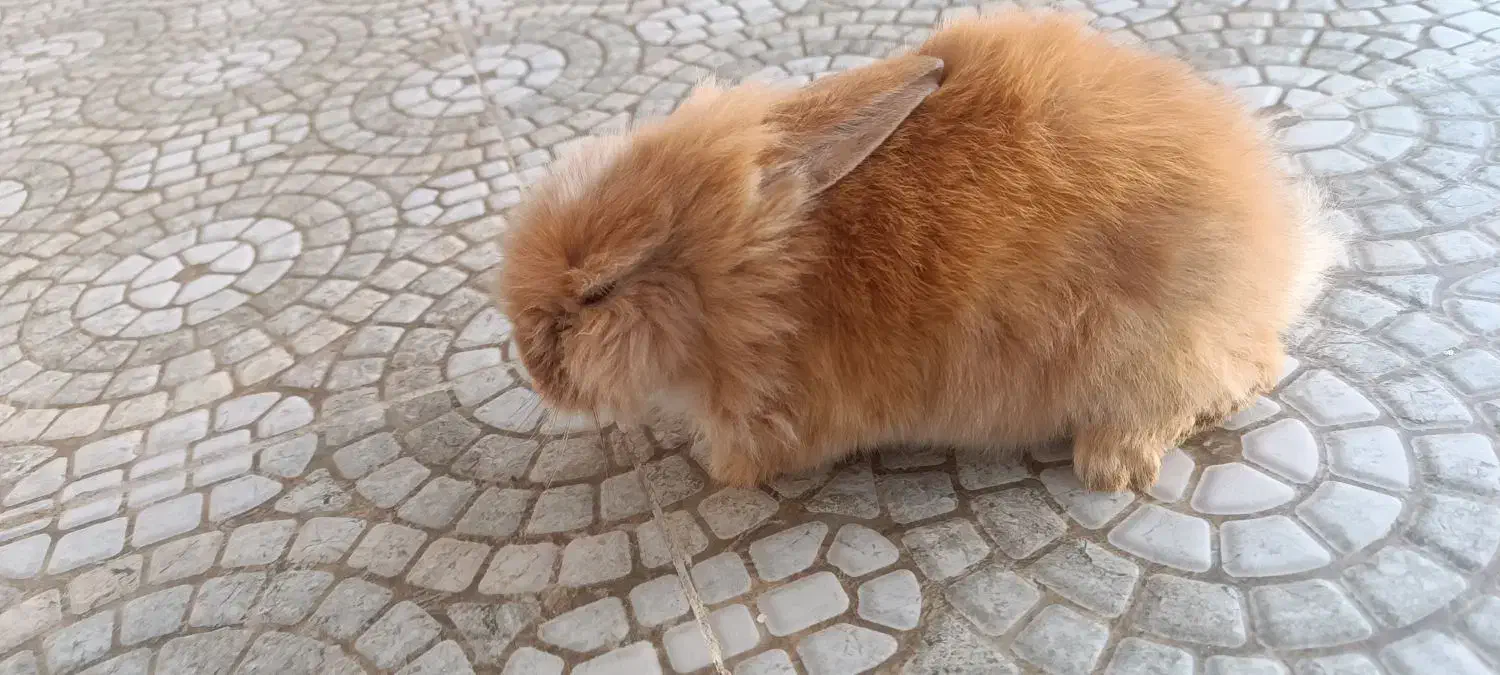 خرگوش لپ|موش و خرگوش|مریوان, |دیوار