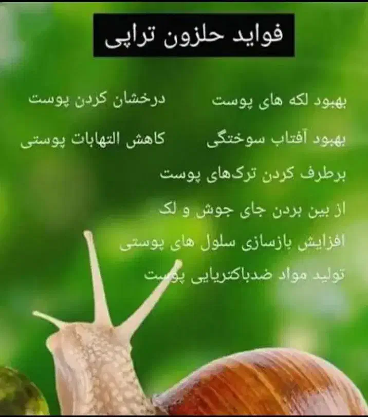 تعدادی حلزون البینو در بردسیر|خزنده|بردسیر, |دیوار