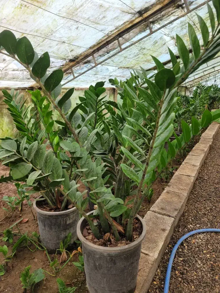 گلهای اپارتمانی باکیفیت وخاص|گل و گیاه طبیعی|سورک, |دیوار