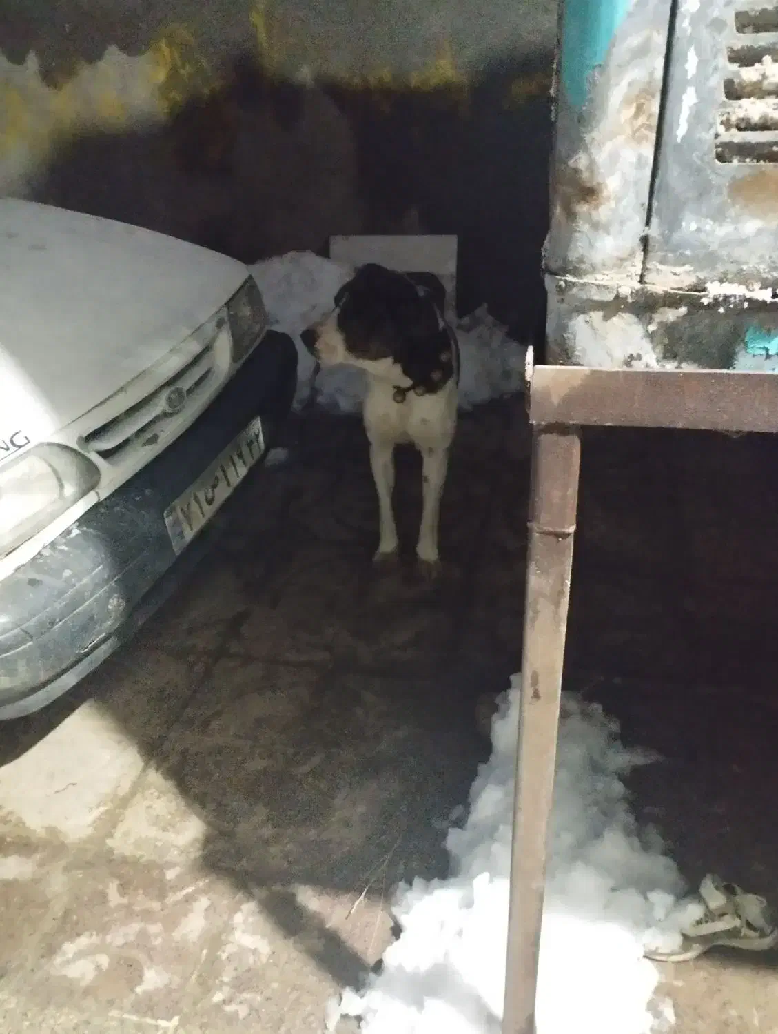 سگ گله|سگ|تربت جام, معدآباد|دیوار