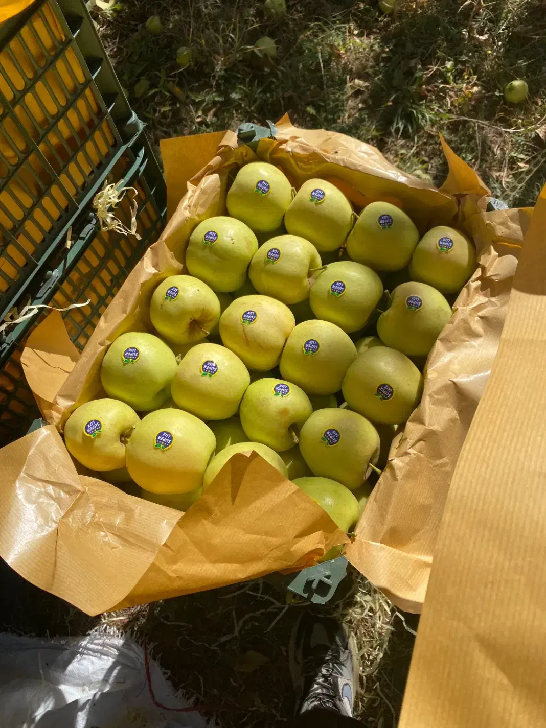 سیب|خوردنی و آشامیدنی|اشنویه, |دیوار