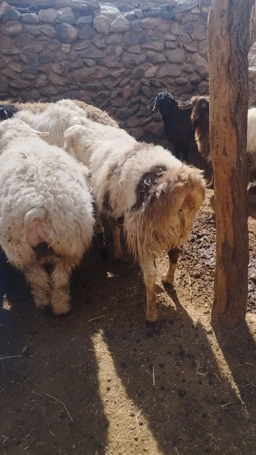 میش زاییده|حیوانات مزرعه|مود, |دیوار