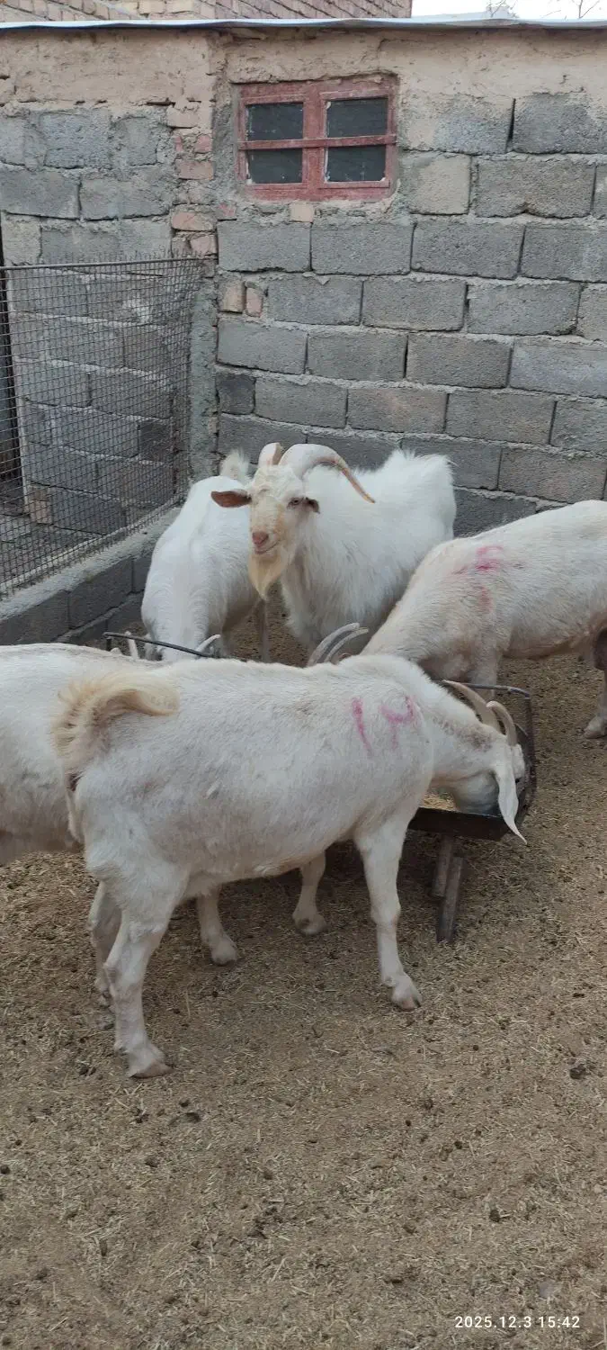 بزدورگ وخالص سانن|حیوانات مزرعه|درمیان, |دیوار