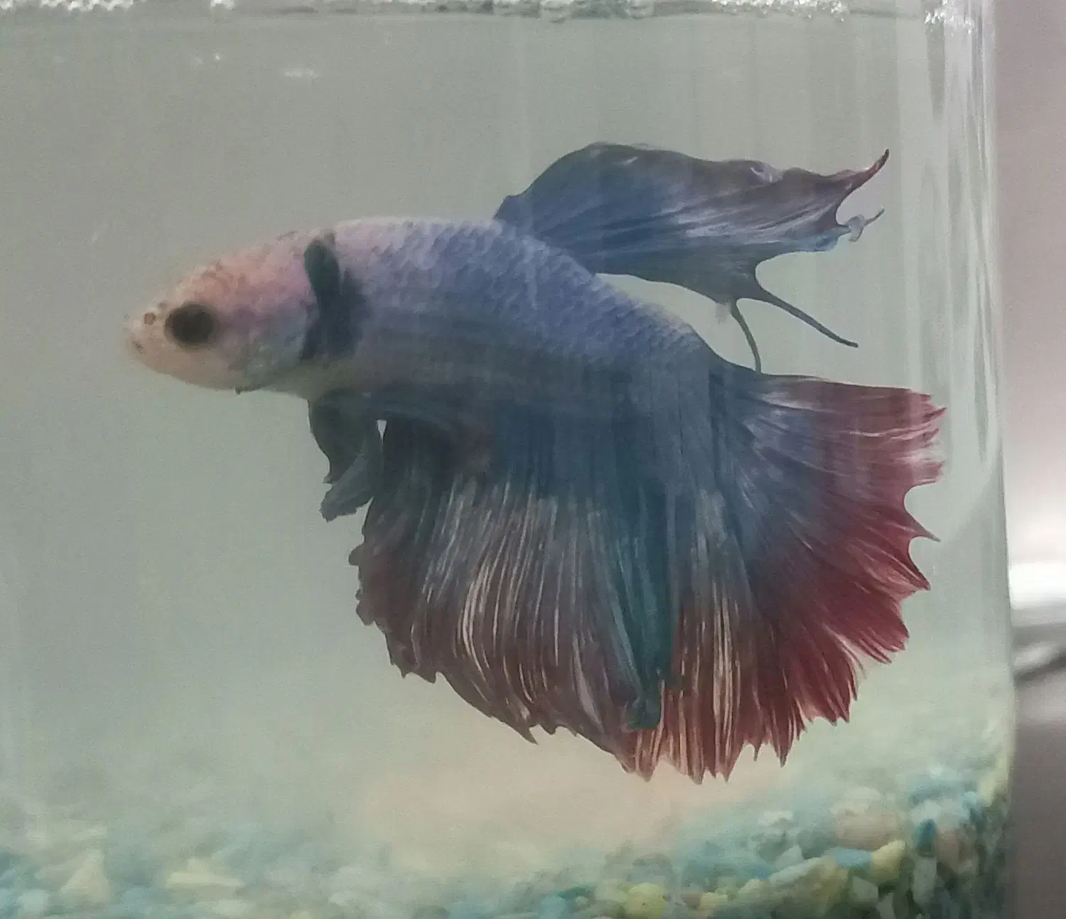 ماهی فایتر|ماهی|تبریز, |دیوار