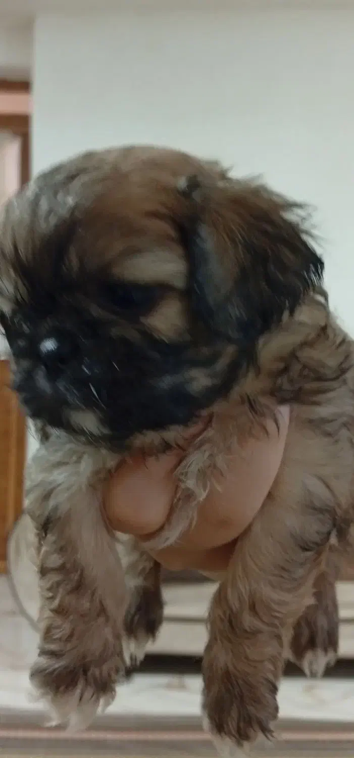 پکنیز شیتزو|سگ|بندر انزلی, شانگهای پرده|دیوار