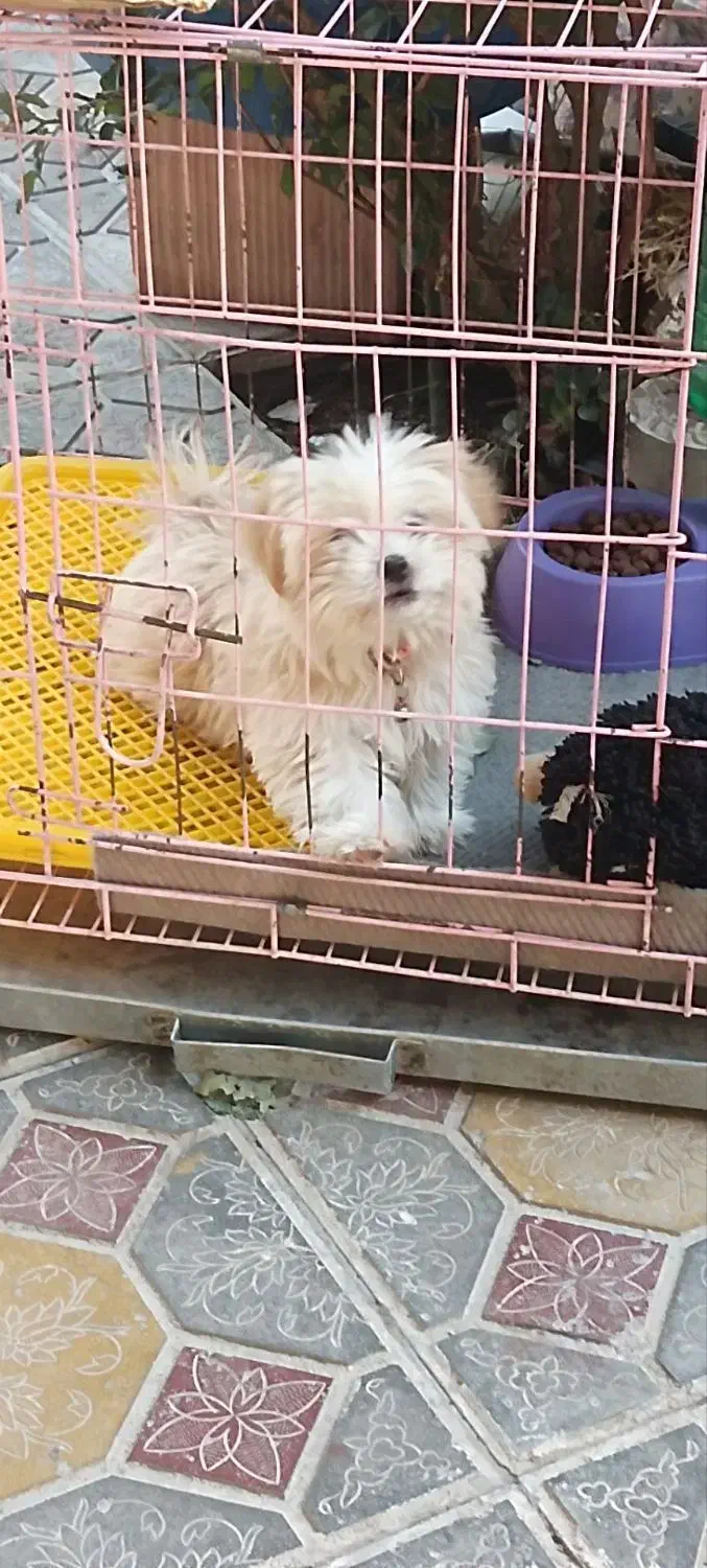 سگ نر باهوش 5 ماهه|سگ|مرند, |دیوار