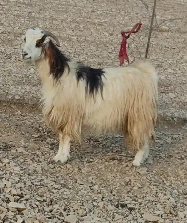 بز داشتی جوان دوقلو زا 50 روز ابست|حیوانات مزرعه|ایلام, |دیوار