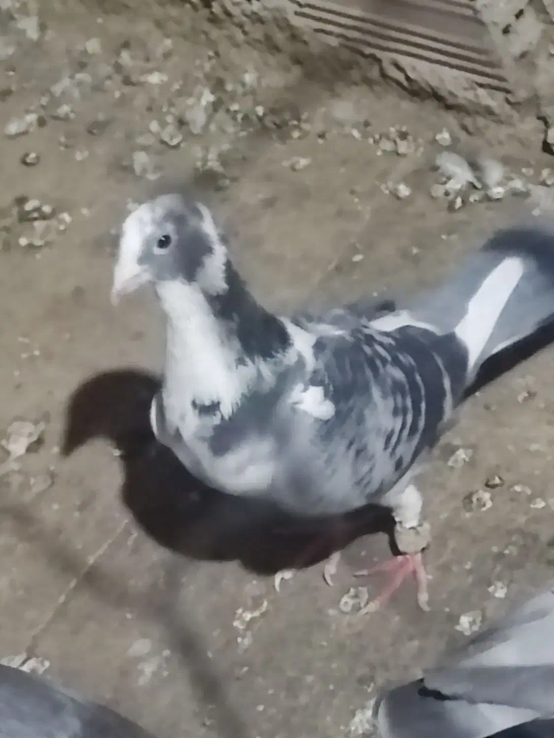 کفتر ابلغ|پرنده|گنبد کاووس, |دیوار