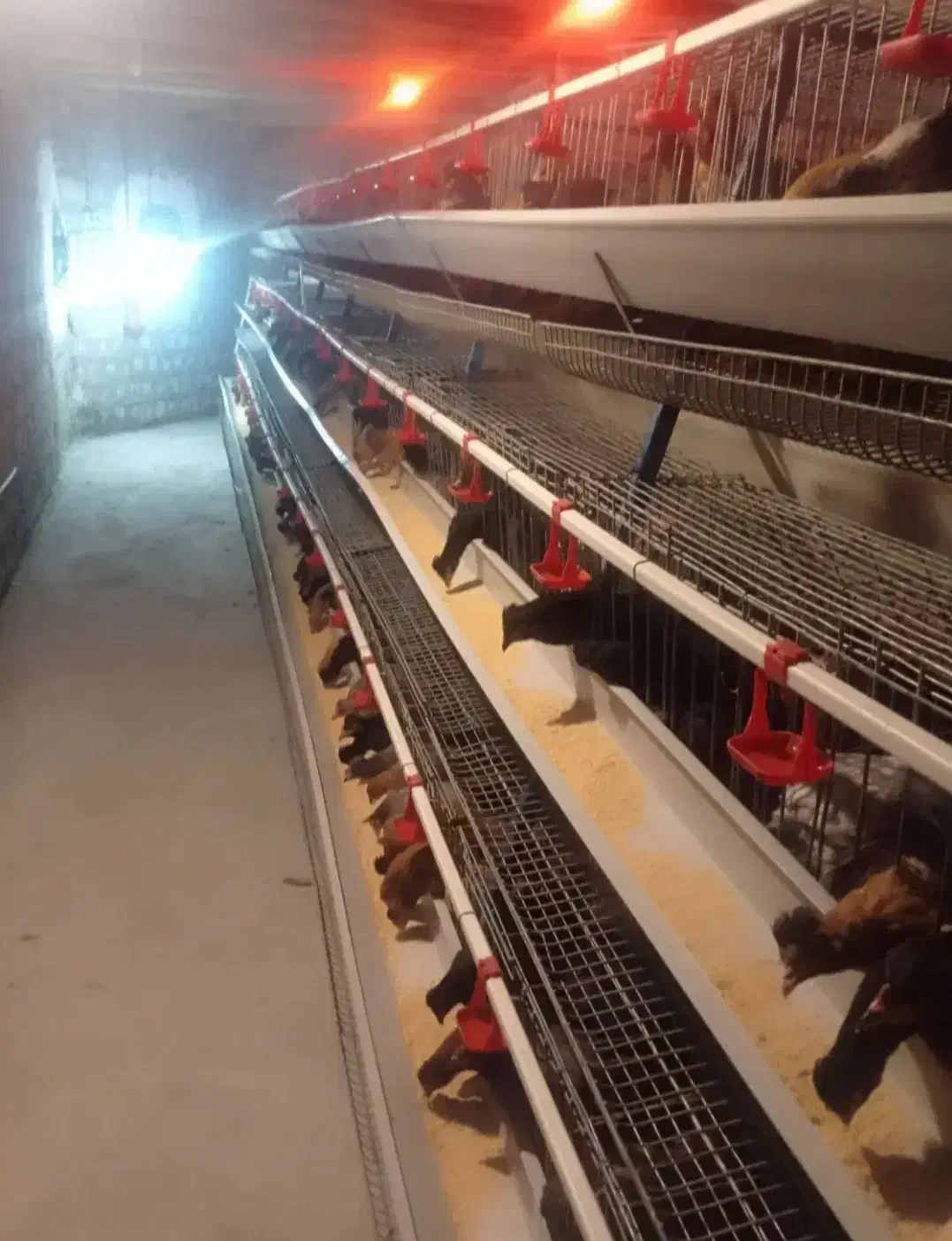 مرغ محلی|حیوانات مزرعه|مهاباد (آذربایجان غربی), |دیوار