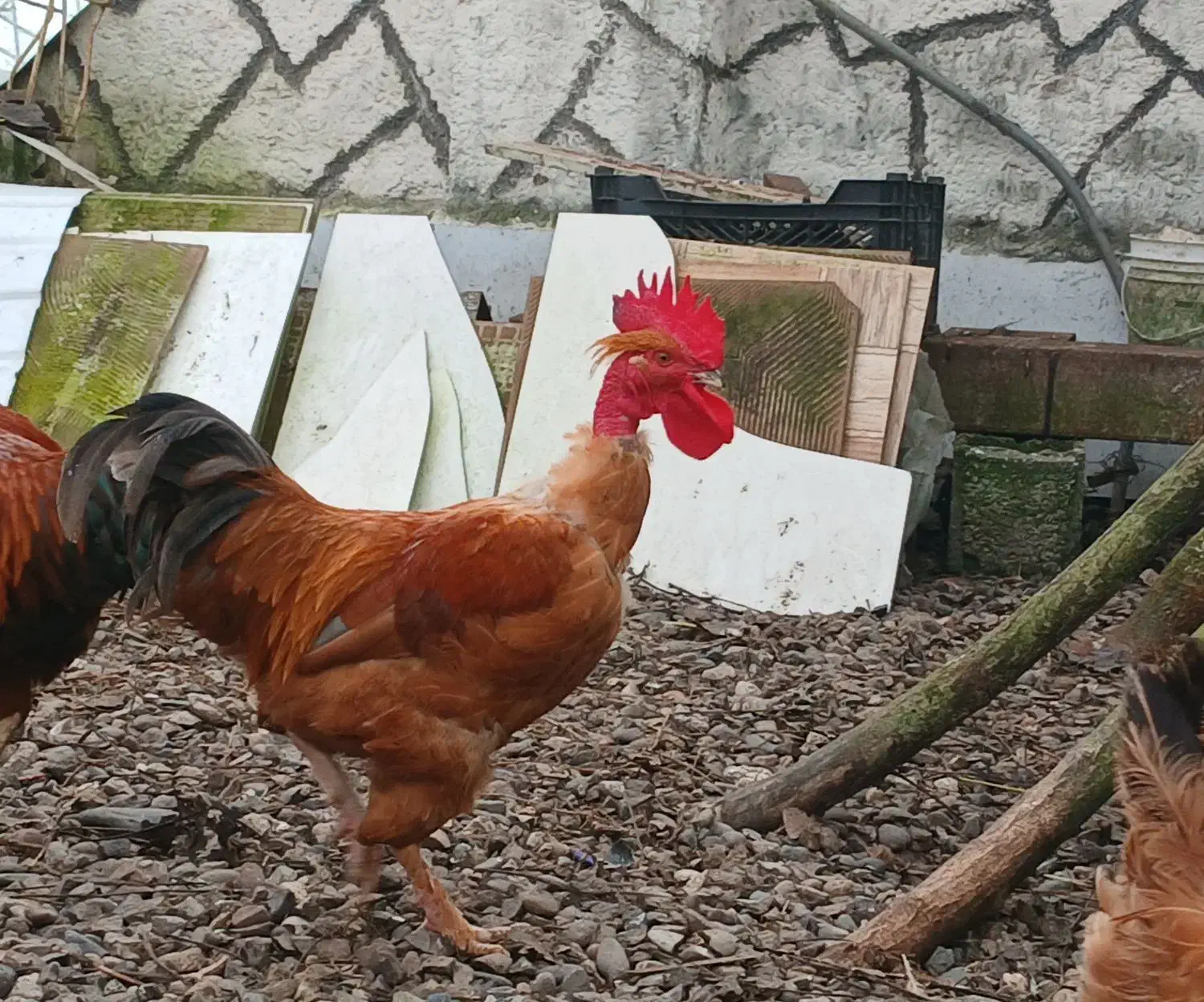 خروس گردن لخت|حیوانات مزرعه|آستانه اشرفیه, |دیوار