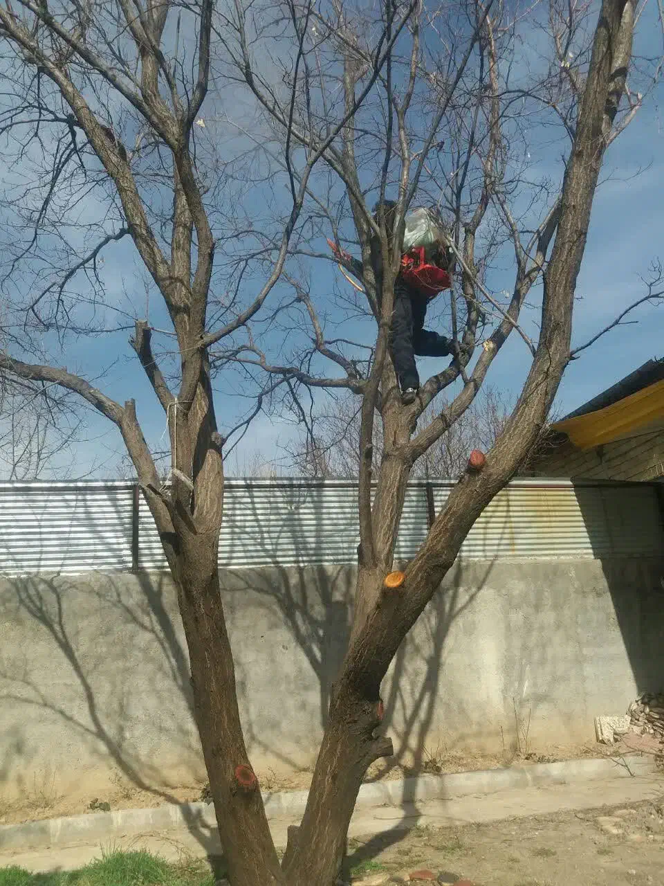 خدمات باغبانی.خرید چوب.چالکود.سم پاشی.تیلر|خدمات باغبانی و درختکاری|کرمانشاه, |دیوار