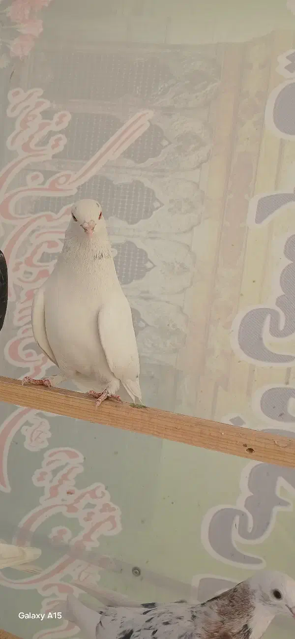 کبوتر پرشی ماده کفتر|پرنده|تهران, اتابک|دیوار