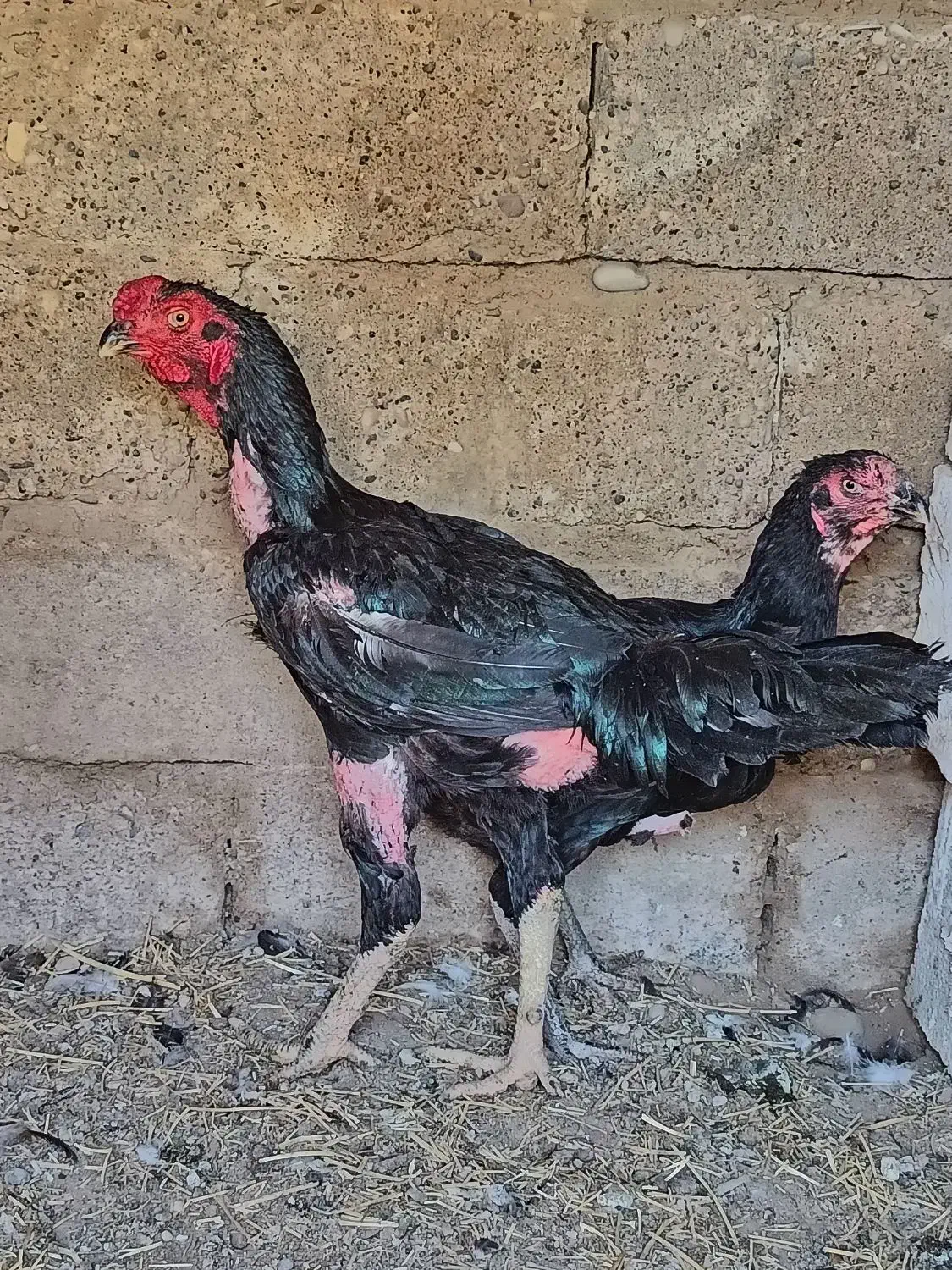 مرغ و خروس لاری اصیل|حیوانات مزرعه|گتوند, |دیوار