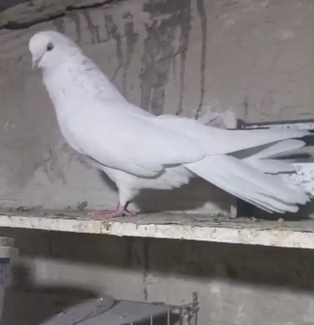 کبوتر سفید|پرنده|ارومیه, |دیوار