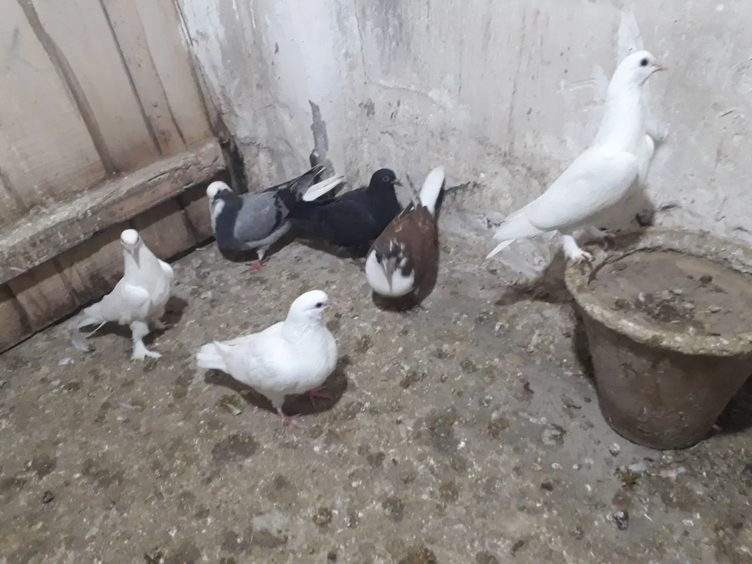 جوجه|پرنده|بناب, |دیوار