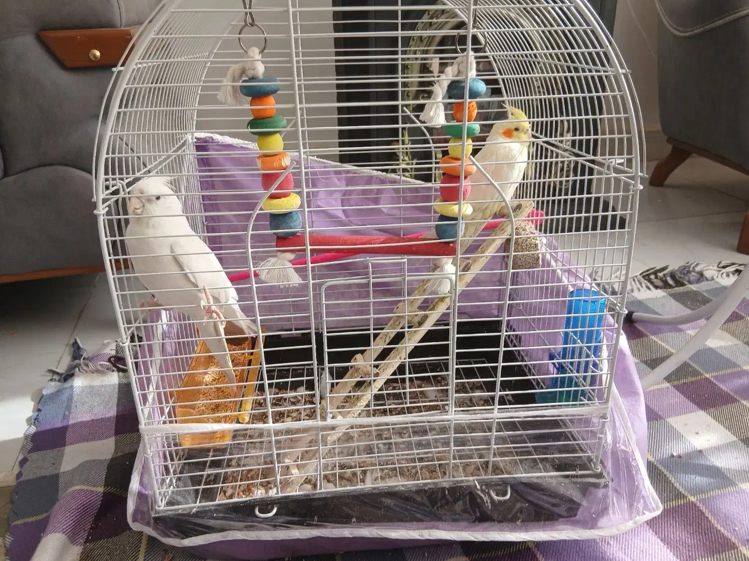 عروس هلندی|پرنده|چناران, |دیوار