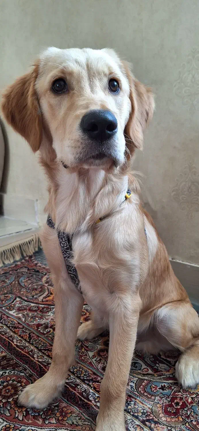 توله ۷ ماهه گلدن|سگ|طبس, |دیوار