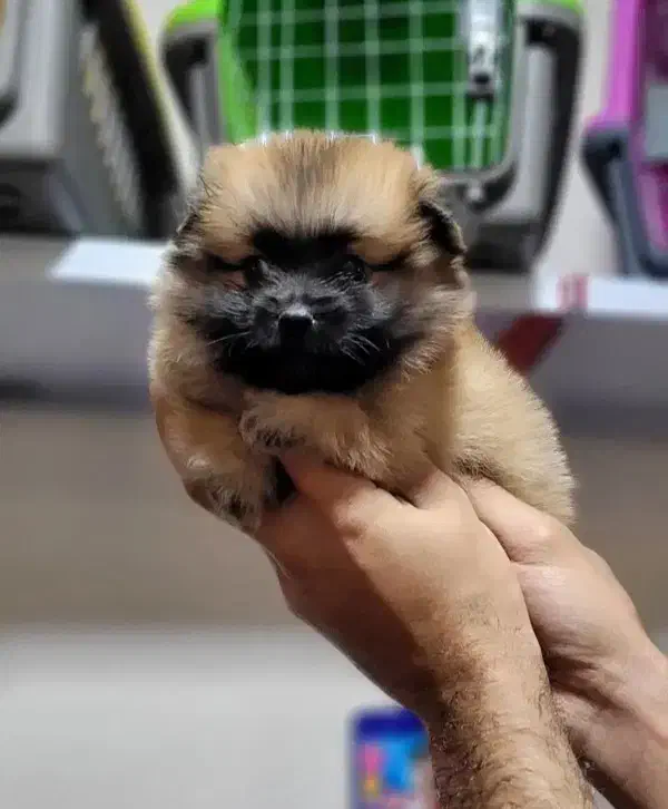 پامرین عروسکی|سگ|کرج, خرمدشت|دیوار