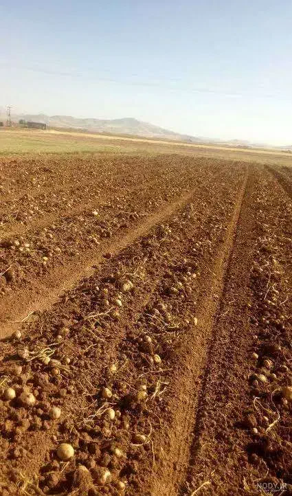 ۱۵۰۰ متر زمین کشاورزی و یک ساعت آب|فروش زمین و ملک کلنگی|گلپایگان, |دیوار