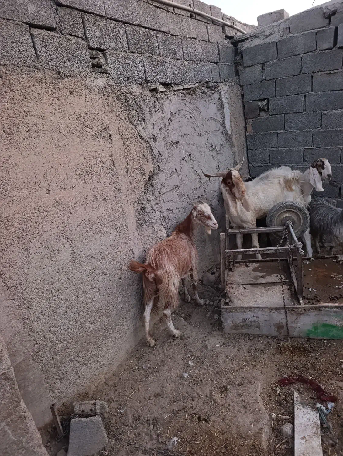 بز نر وماده آبستن|حیوانات مزرعه|شهریار, دهشاد بالا|دیوار