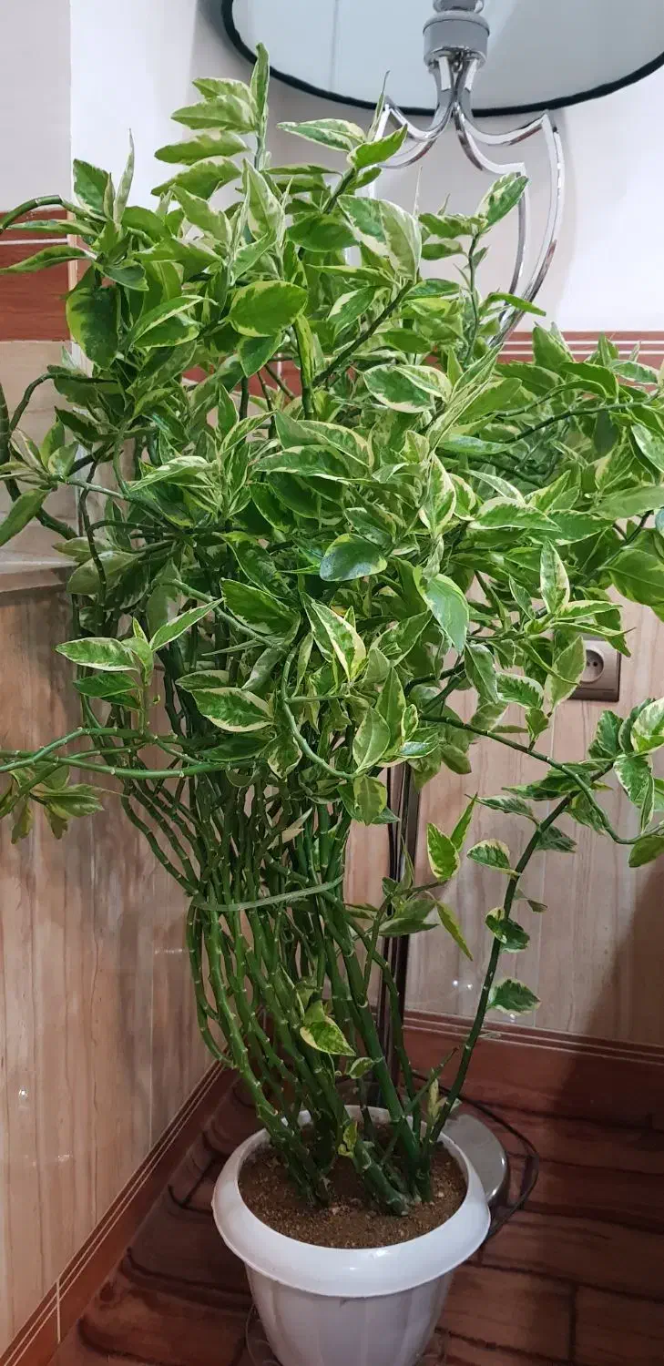 گل پدیلانتوس ابلق طبیعی|گل و گیاه طبیعی|بانه, |دیوار