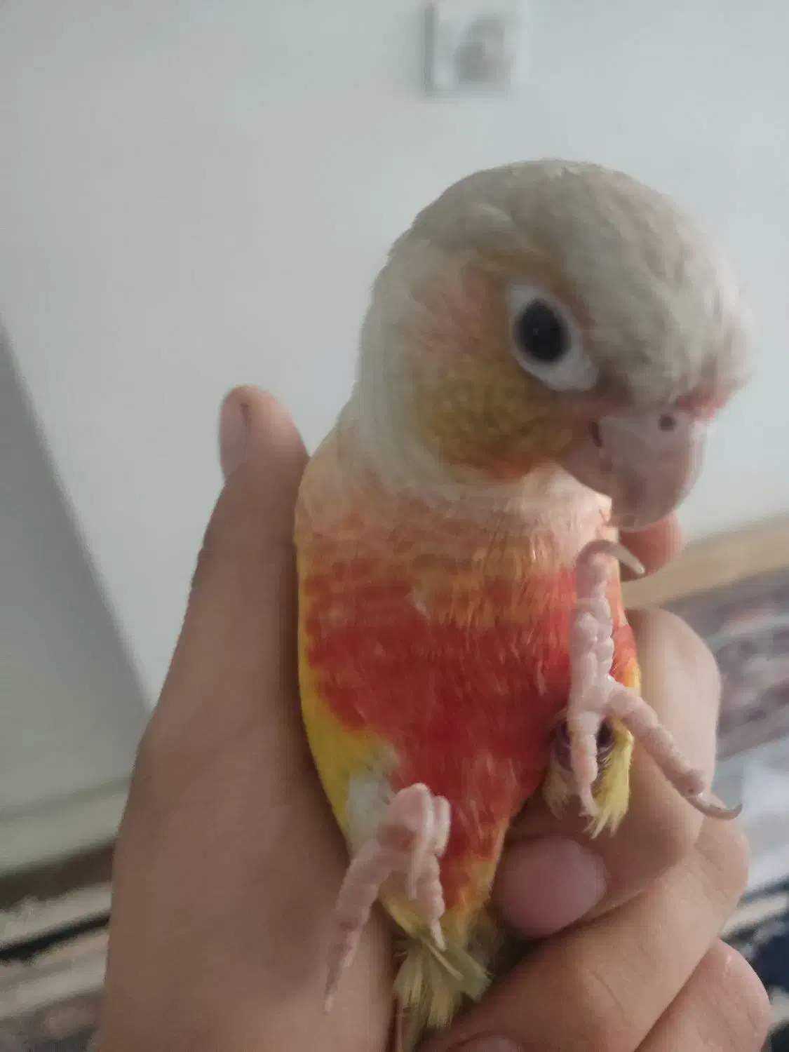 طوطی گرینچیک|پرنده|باغستان, |دیوار