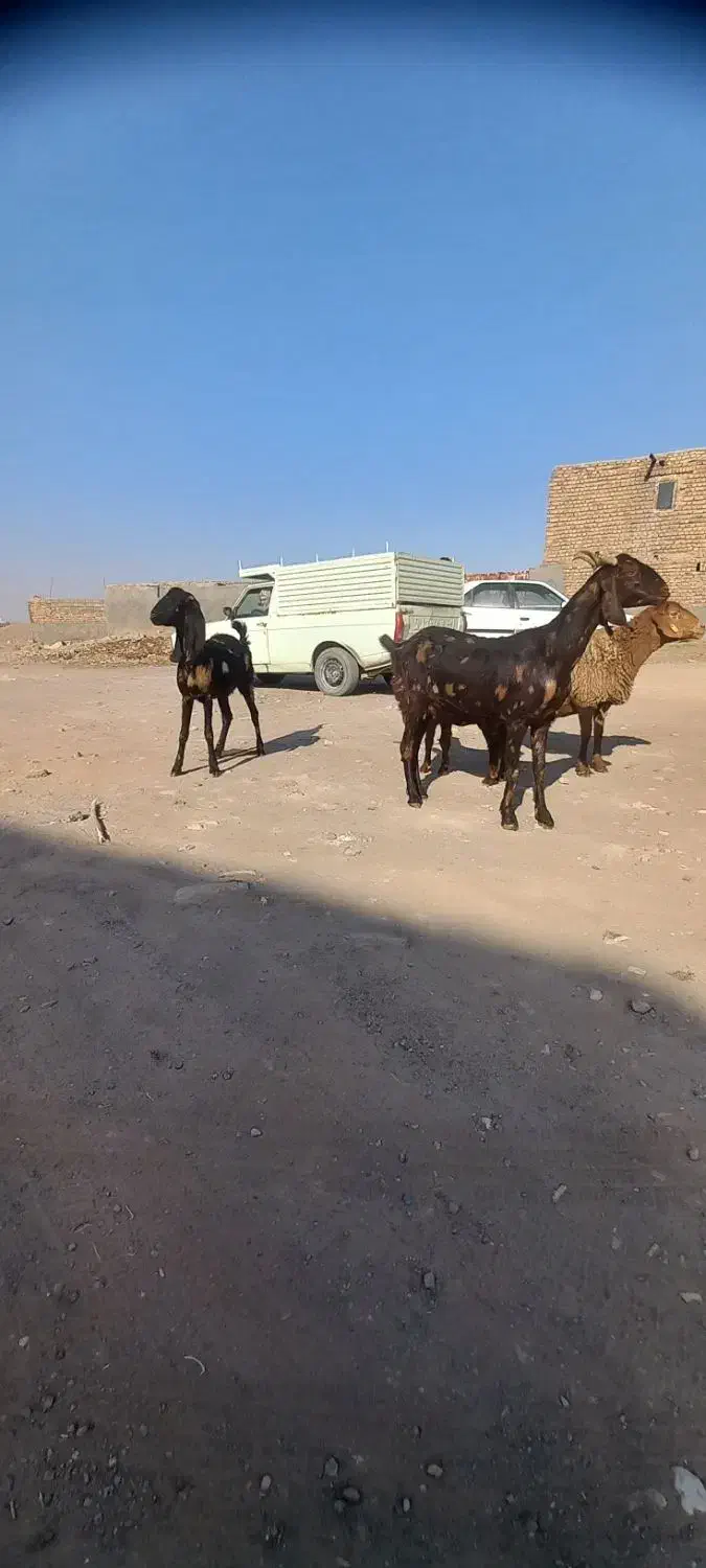 دوراس.بزچهل خال.یک زایید.ویک ابستن|حیوانات مزرعه|تربت جام, میان جام|دیوار