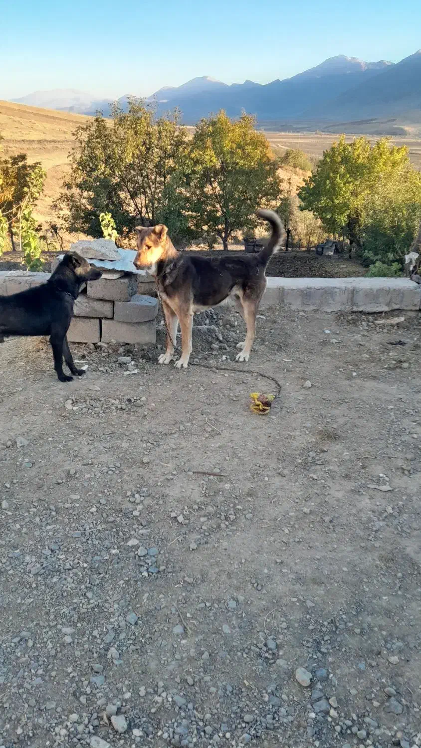 واگذار سگ سرابی|سگ|کرمانشاه, |دیوار