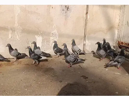 فروش ۱۳عدد پلاکی ماده مسافتی|پرنده|شیراز, کاراندیش|دیوار