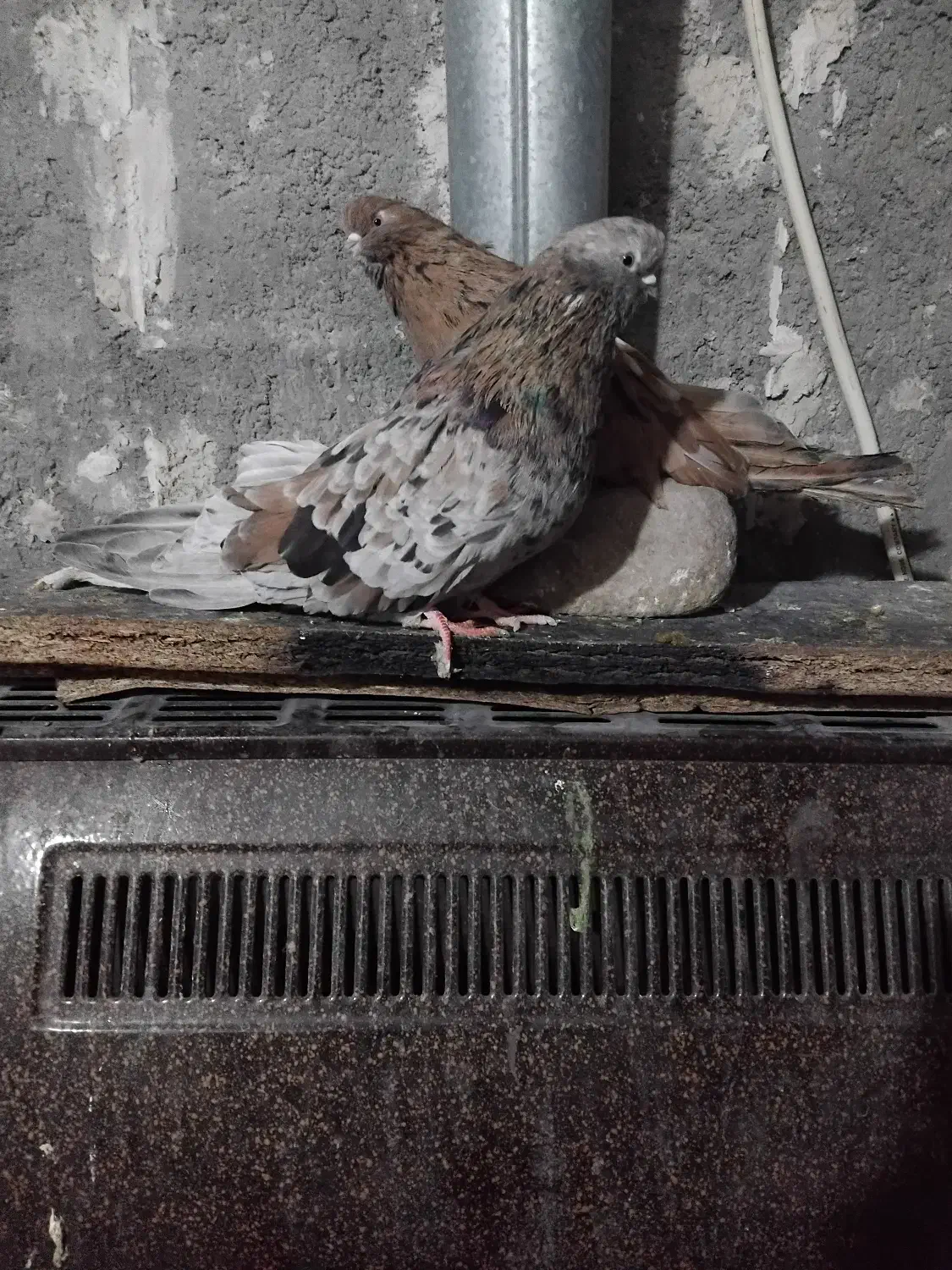 پرنده|پرنده|میانه, |دیوار