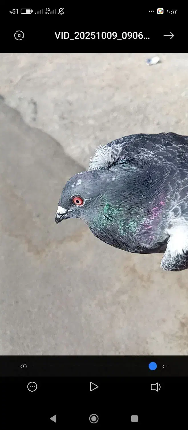 نر مگس پر خلط 888|پرنده|هامون, |دیوار